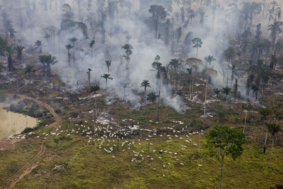 Amazon deforestation: Man made fires to clear the land for cattle or crops
