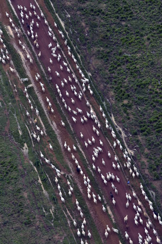 Amazon deforestation: Vale Verde Cattle Farm, Pará State, Brazil