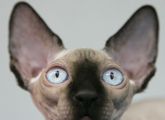 31 May 2009: Moscow, Russia: A Canadian sphynx cat during an event at Pets Fashion Week