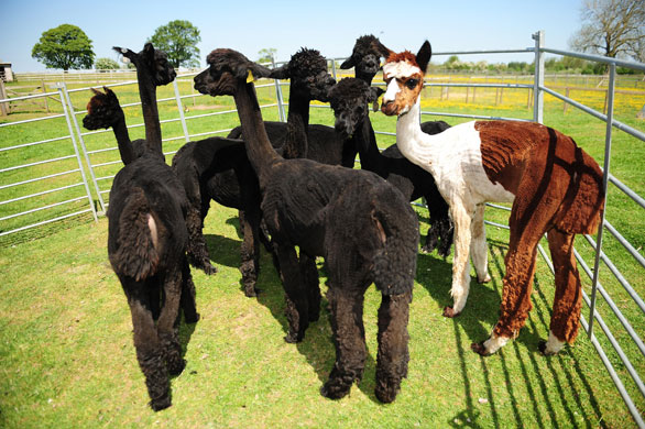 British sunshine: Alpacas enjoy the sunshine