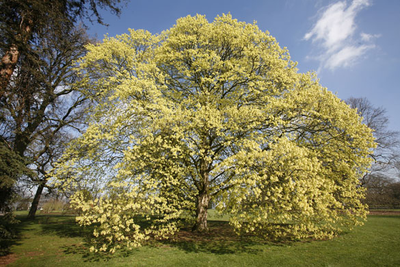 Kew Gardens: 2007: An Italian maple tree (Acer Opalus)