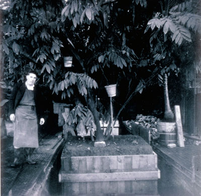 Kew Gardens: A worker in the Palm House