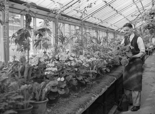 Kew Gardens: 1938: A gardener at work on plants in a greenhouse