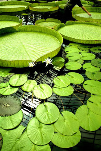 Kew Gardens: 2003: Giant lilies on display