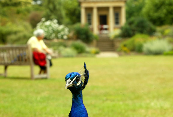Kew Gardens: 2003: A peacock in the Royal Botanical Gardens