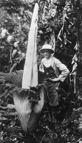 Kew Gardens: 1940: Amorphophallus Titanum the world's largest flower in full blossom
