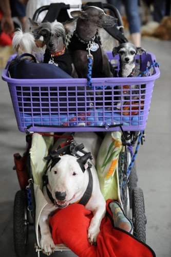 4 May 2009: Prague, Czech Republic: Dogs rest in a buggy during a dog exhibition
