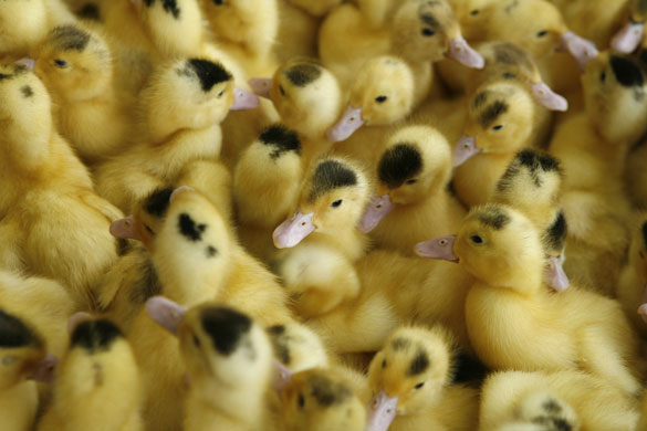 4 May 2009: Hanoi, Vietnam: Ducklings at an incubation farm