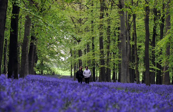4 May 2009: Hertfordshire, UK: Bank Holiday walkers enjoy the bluebells at Ashridge