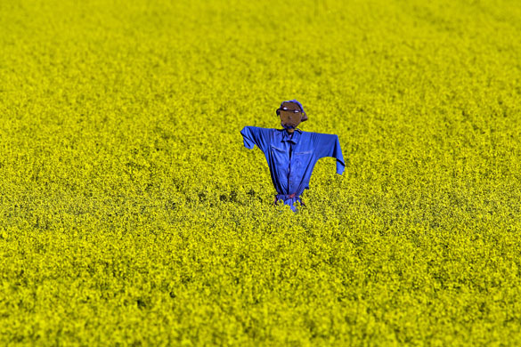 24 hours in pictures : scarecrow on farmland in netherlands