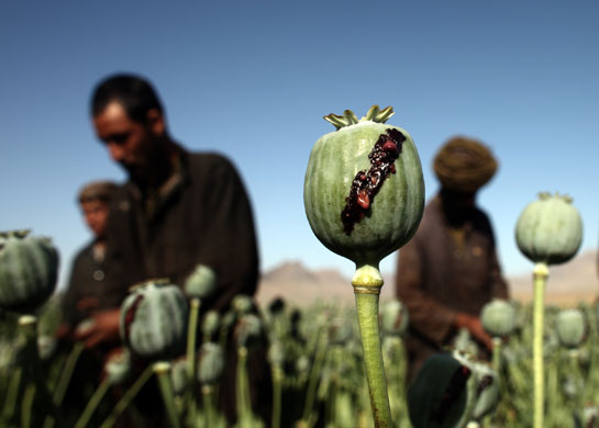 24 hours in pictures : Afghan men harvest opium in a poppy field in a village in Golestan district