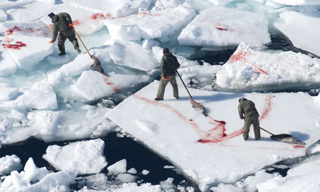 seal clubbing. Canadian seal hunt Photograph: