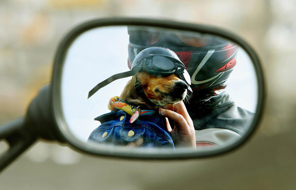 6 May 2009: Dublin, Ireland: Brenda Massye and her terrier Bella