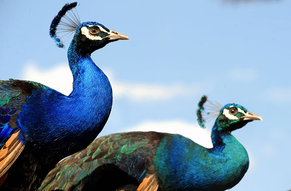 6 May 2009: Kabul, Afghanistan: Peacocks from India are displayed for sale