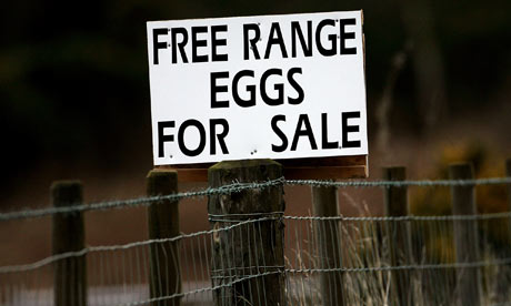 Free range eggs for sale