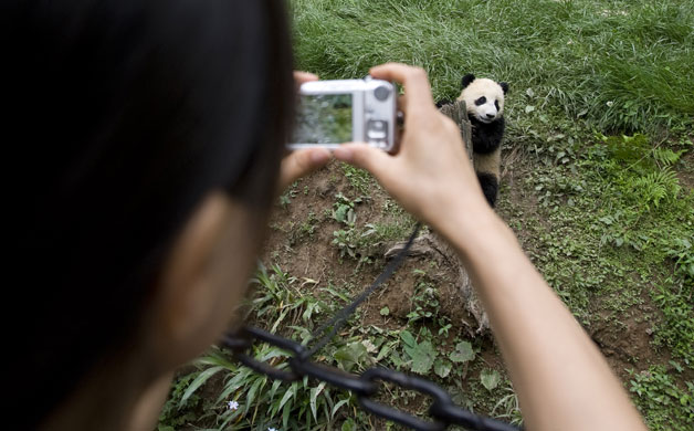pandas: Giant panda cubs at the Bifengxia Panda breeding centre in Sichuan 