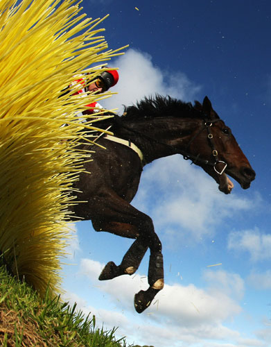 24sport: Sir Pentire and jockey Bill Williams at Warrnambool