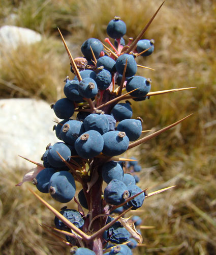 Trees Red List: Endangered trees in Kyrgystan: Berberis kaschgarica