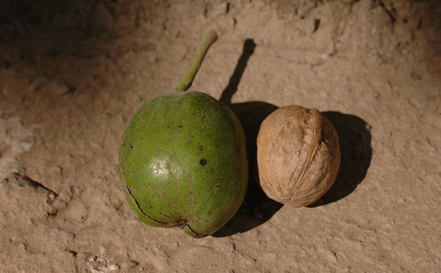 Trees Red List: Endangered trees in Kyrgystan:, walnut