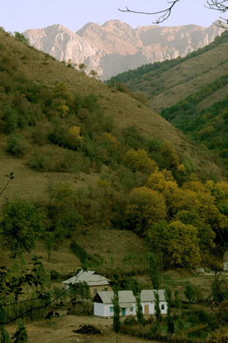 Trees Red List: Endangered trees in Kyrgystan