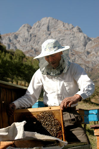 Trees Red List: Endangered trees in Kyrgystan: Bee keeping