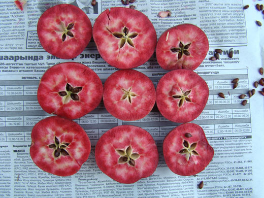 Trees Red List: Endangered trees in Kyrgystan: Niedzwetzky apple