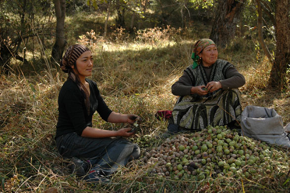 Trees Red List: Endangered trees in Kyrgystan: Walnut tree