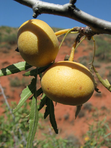 Trees Red List: Endangered trees in Kyrgystan: Pyrus korshinskyi - a pear species