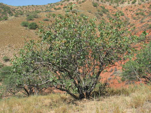 Trees Red List: Endangered trees in Kyrgystan: Pistacia vera - a pistachio nut tree