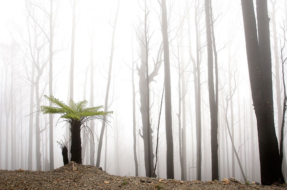 24 hours in pictures: victoria recovers 3 months after black saturday forest fires