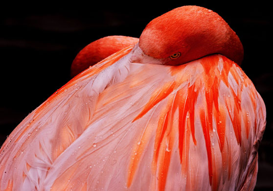 24 hours in pictures: A flamingo  in Osnabrueck  zoo 