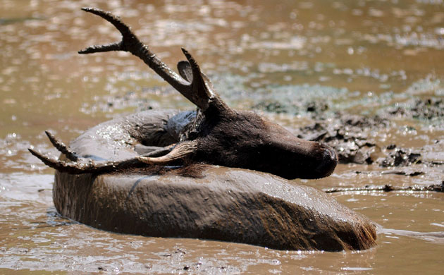 week in wildlife: A Sumbar deer enjoys mud bath  in Guwahati city, India
