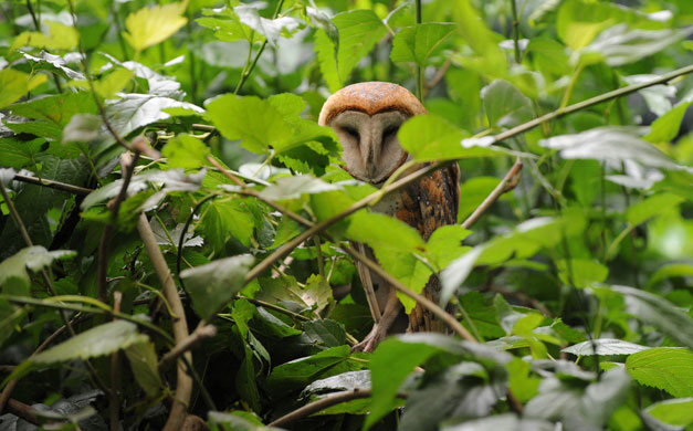week in wildlife: A seized eagle owl in a reception centre for wild animals in Bogota 