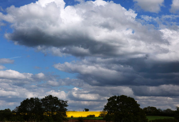 week in wildlife: Oil seed rape in flower in a field, Occuld, Suffolk