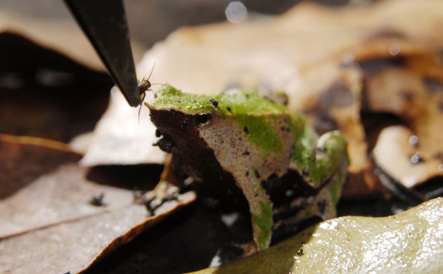 week in wildlife: A Rhinoderma Darwinii is fed in an artificial environment in Concepcion