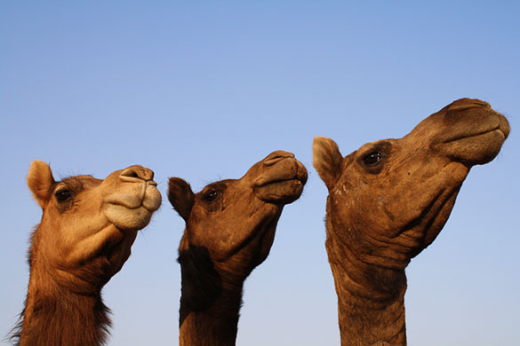 In Pictures Bird-eye view: Caroline Villiers