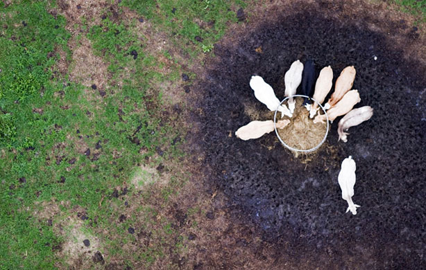 In Pictures Bird-eye view: Franci Lane