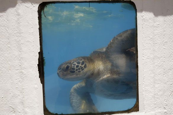 week in wildlife: A loggerhead sea turtle swims in a pool at the Beit Yannai beach
