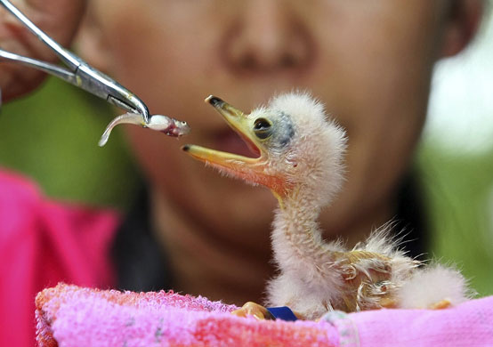 week in wildlife: a newborn white-eared night heron at a zoo in Nanning, china