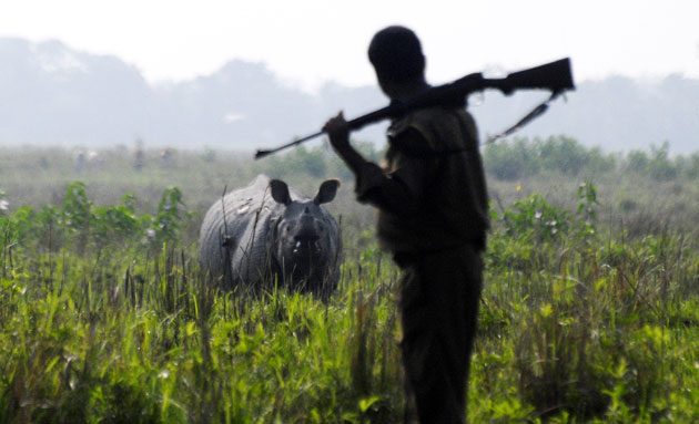 24 hours in pictures: An Indian forest official an Indian one horned rhinoceros