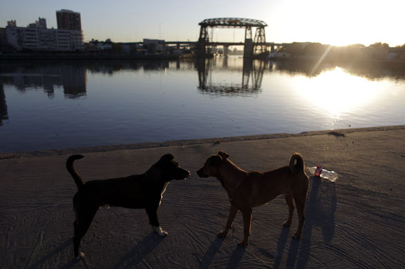 24 hours in pictures: Two dogs at the  Riachuelo river, in Buenos Aires