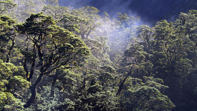 Home: Yann Arthus Bertrand and Luc Besson: Primary Forest Fjordland, New Zealand