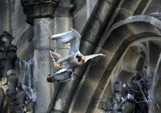 1 June 2009: Manchester, UK: A peregrine falcon picks up a pigeon