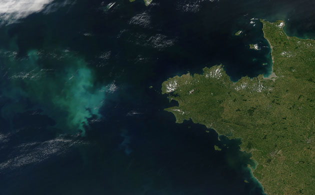 Satellite Eye: phytoplankton