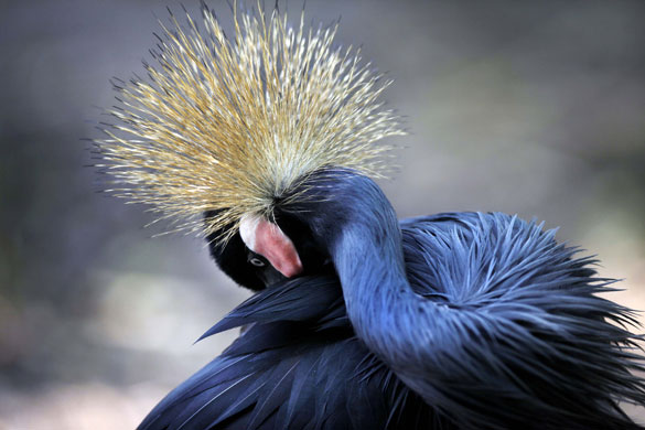 24 hours: Singapore: An African crowned crane grooms itself at the Jurong Bird Park