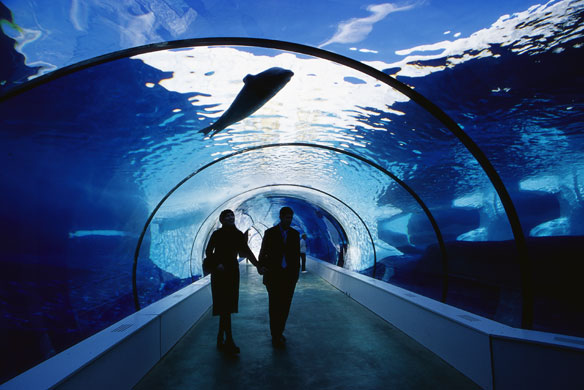 Animal architecture: The underwater tunnel in the Arctic Ring of Life exhibition at Detroit Zoo