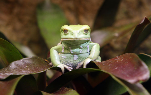 24 hours: New York City, US: A waxy monkey frog 
