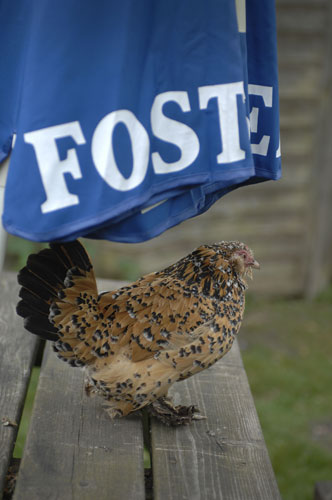 The best summer pubs: The Hare Arms