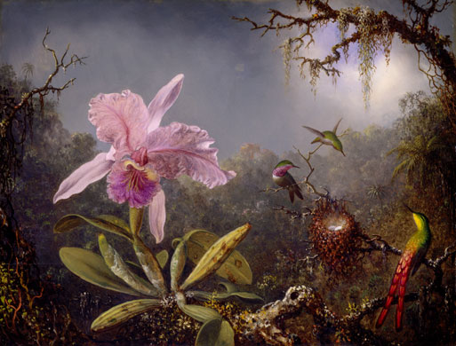 Endless Forms: Charles Darwin, natural science and the visual arts Martin Johnson Heade