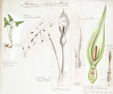 Endless Forms: Charles Darwin, natural science and the visual arts John Stevens Henslow